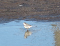 Motacilla alba lugens