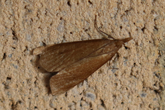 Schoenobius gigantella