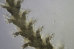 Amphiuroidea