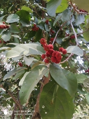 Mallotus philippensis