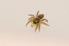 Heliophanus