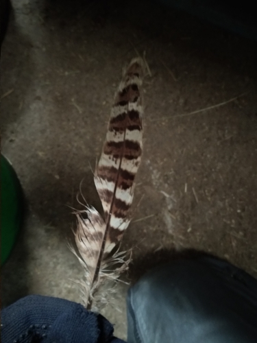 Plume de Faisan de Colchide