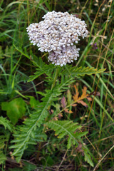 Achillea distans