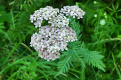 Achillea distans