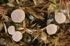 Roseodiscus formosus