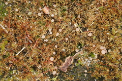 Roseodiscus formosus