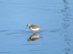 Actitis hypoleucos