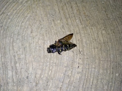 Lampetis dilaticollis