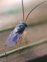 Eucharitidae