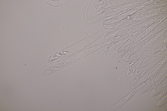 Roseodiscus formosus