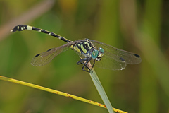 Austroepigomphus praeruptus