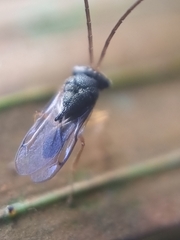 Eucharitidae