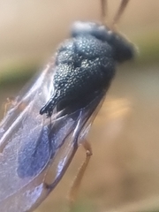 Eucharitidae