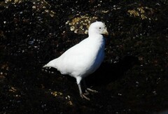 Chionis albus