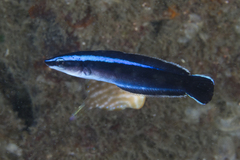 Aspidontus taeniatus