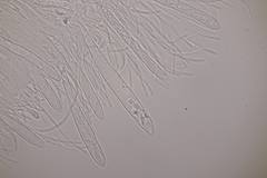 Roseodiscus formosus