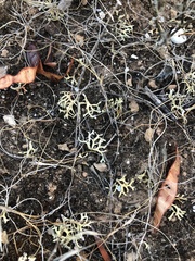 Xanthoparmelia semiviridis