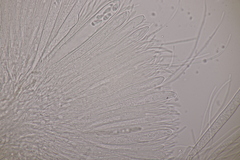 Roseodiscus formosus