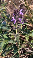 Salvia pratensis
