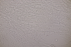 Roseodiscus formosus