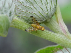 Terellia tussilaginis
