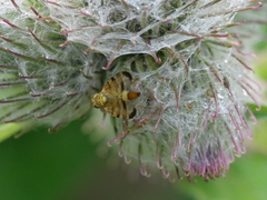 Terellia tussilaginis