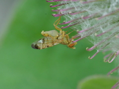Terellia tussilaginis