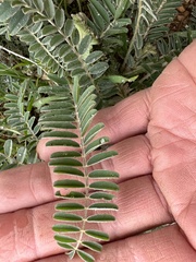 Astragalus trichopodus antisellii