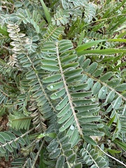 Astragalus trichopodus antisellii