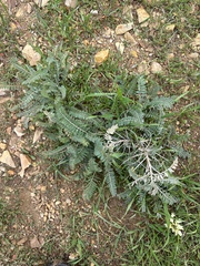 Astragalus trichopodus antisellii