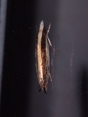 Erechthias stilbella