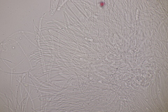 Roseodiscus formosus