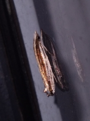 Erechthias stilbella