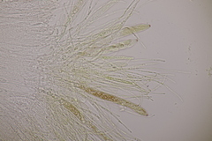 Roseodiscus formosus