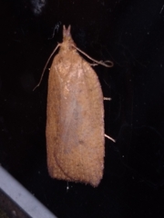 Planotortrix