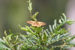 Netrocoryne repanda