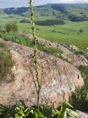 Chlorophytum krookianum