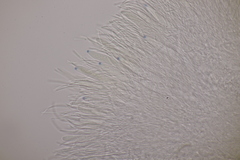 Roseodiscus formosus