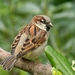 West Mediterranean House Sparrow - Photo (c) Witold Siekierzyński, some rights reserved (CC BY-NC), uploaded by Witold Siekierzyński