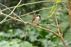 Passer domesticus balearoibericus