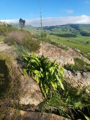 Chlorophytum krookianum