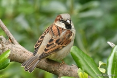 Passer domesticus balearoibericus