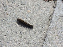 Ormiscodes amphimone