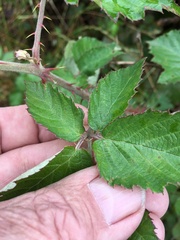Rubus leucostachys