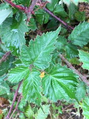 Rubus leucostachys