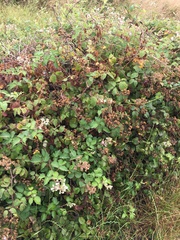 Rubus leucostachys