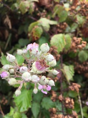 Rubus leucostachys
