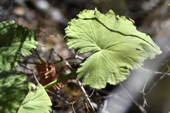 Pelargonium odoratissimum