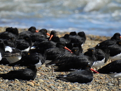 Haematopus leucopodus