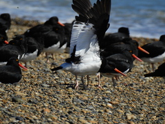 Haematopus leucopodus